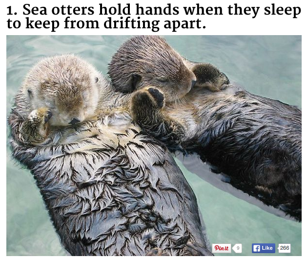 FunFactFriday's tweet photo. Fun Fact Friday: Sea otters hold hands when they sleep to keep from drifting apart #funfactfriday https://t.co/Kq4CF86Gxz