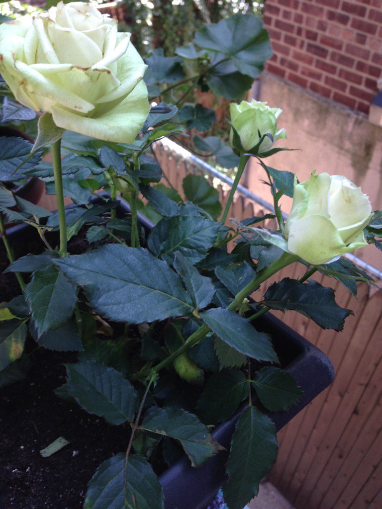 vsibirsky's tweet photo. Last of the roses have a glorious Fall day. https://t.co/vbjEkhEWUR