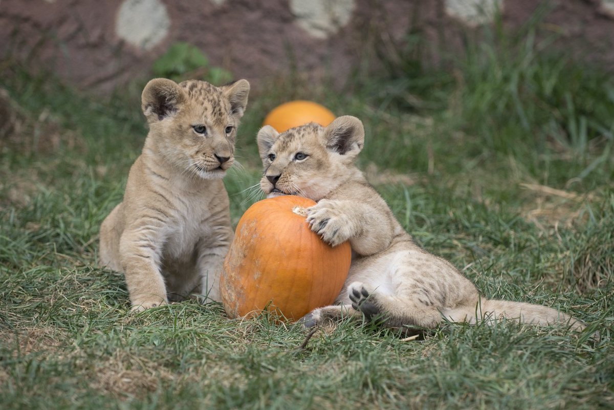 GMA's tweet photo. Lion cubs have Halloween pumpkin play date at Columbus Zoo: https://t.co/AnibZEwkpT https://t.co/iRyir5NFhu