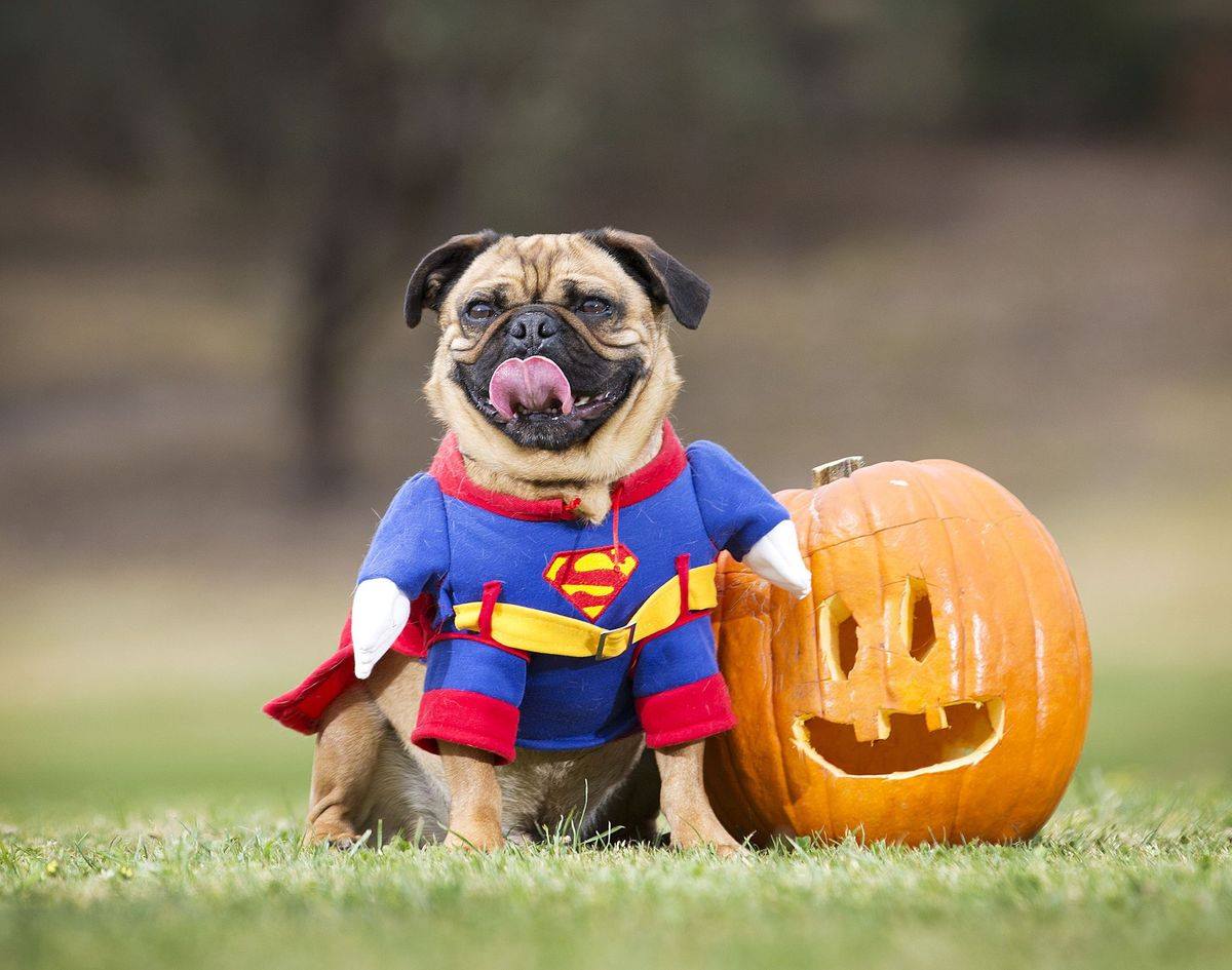 DogpileSearch's tweet photo. Are you ready for Halloween?
What is your dog wearing this Halloween?
#HappyHalloween https://t.co/dn4XGvKeOu