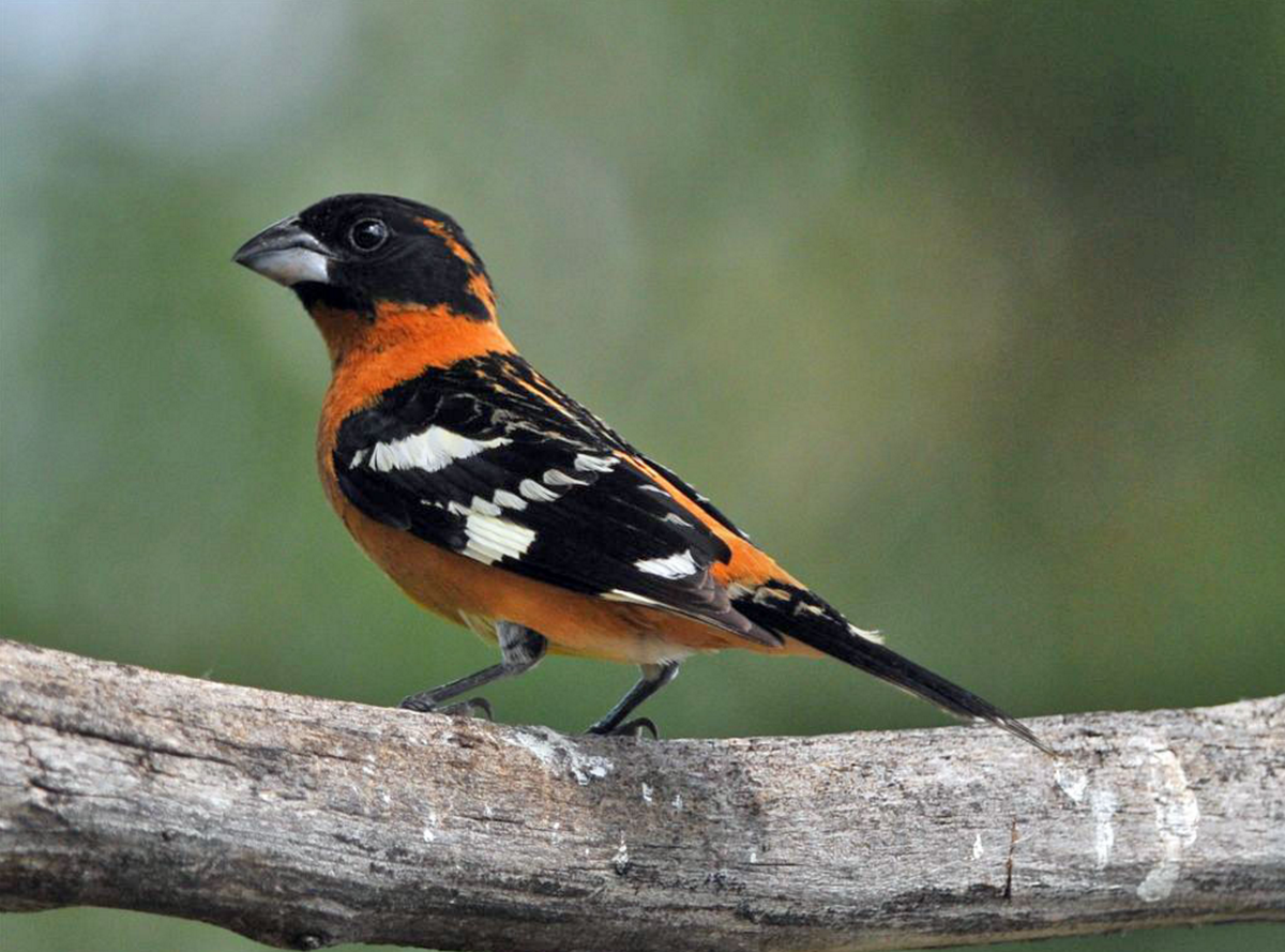 SMBC's tweet image. You are the candy you eat? Black-headed Grosbeaks are 1 of few birds able to eat monarchs w/o getting sick #BOoBirds
