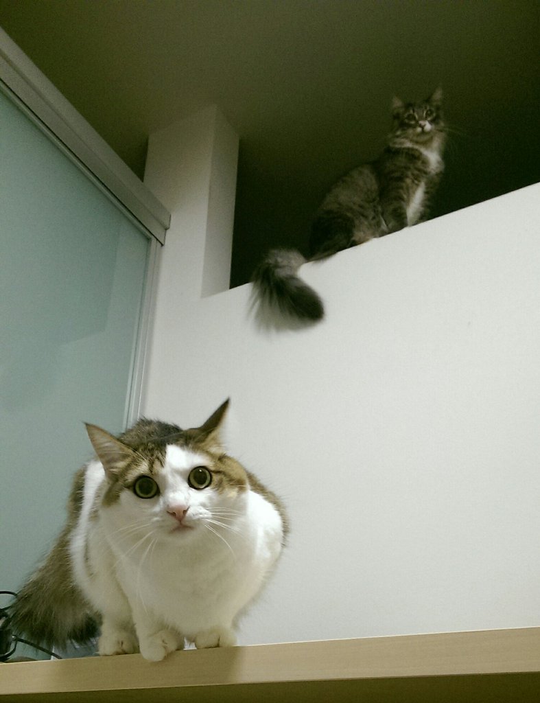 MikeLengel's tweet photo. Why my cats look line they bout to drop the most π₯ mixtape of 2015?? #ayyyyyee #lmao https://t.co/ja3FxU3D3F