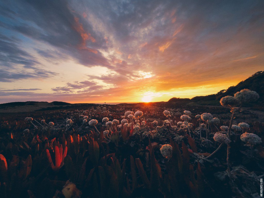 go4pro.ru tweet media