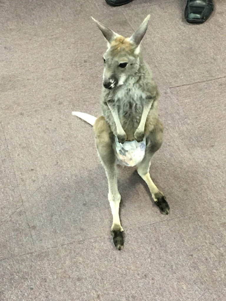 HellBird's tweet photo. Co-worker for the day #joeysRule https://t.co/yXOsHplh5b