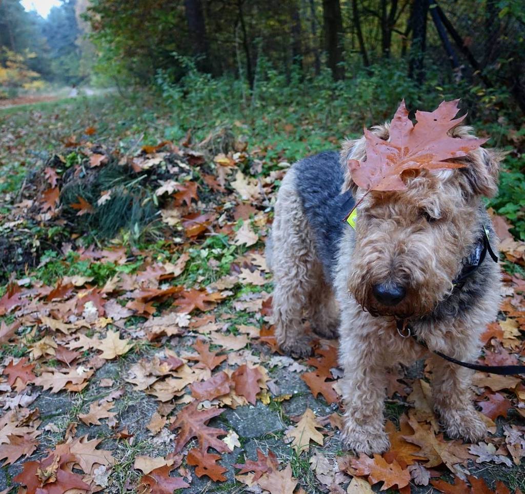 Vuko's tweet photo. Shari ist perfekt #getarnt 😂 Shari is #camouflaged perfectly 😆
#dailydeutsch #learngerman #getgermanized #meisterl… https://t.co/zIdjdypWPO