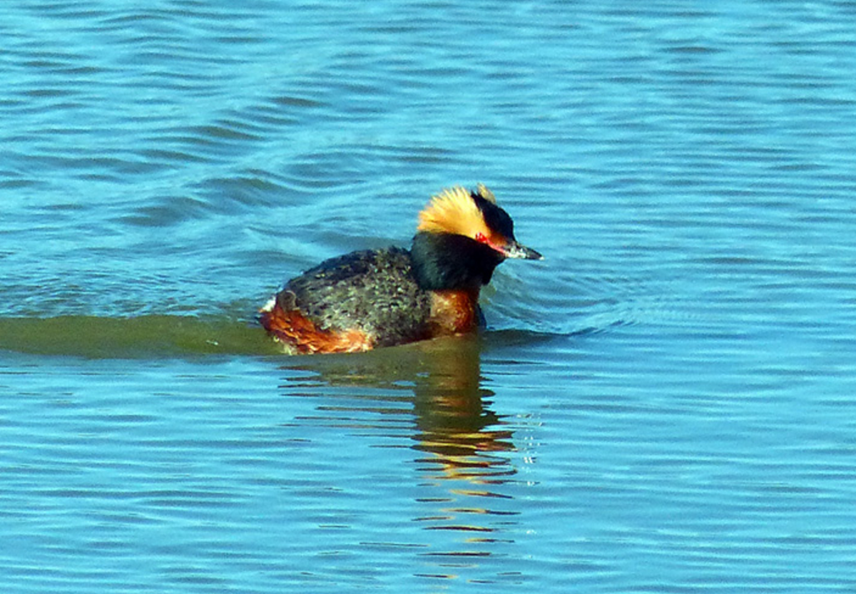 SMBC's tweet image. You can't get more spirited for #Halloween then Horned Grebes! Horns, red eyes, &amp;amp; that coloration!  #BOoBirds