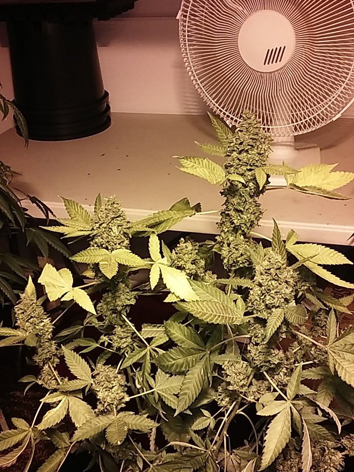 cmartin0725's tweet photo. Fading nicely. My next round will be fatter! 💪 #pre98 #buddhastree #pk918 #cleanroots @EastCoasterDam @aksuperk https://t.co/wBegx59hd4