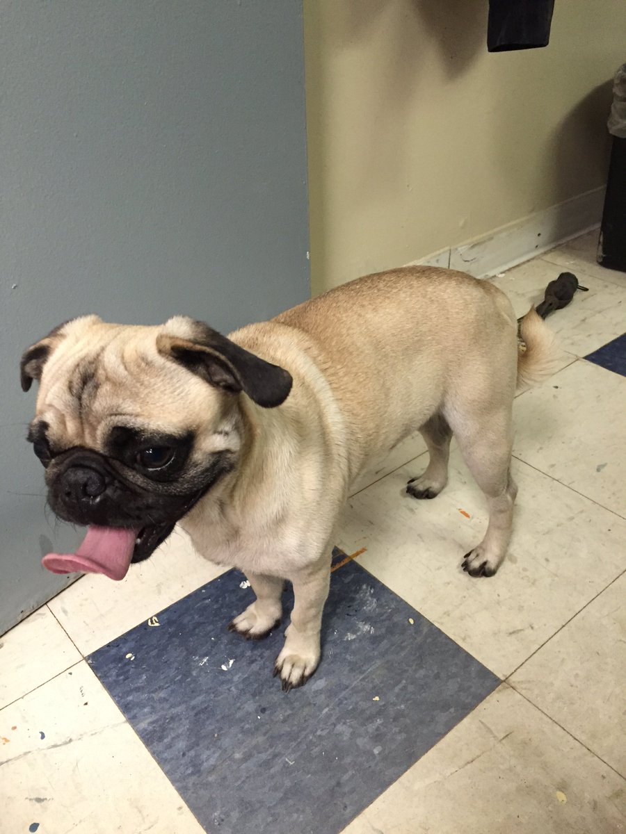 BeNiceToAnimals's tweet photo. LOST DOG ALERT! This pug was found in Canton Township, PA. If you recognize him contact the shelter at 724-222-7387 https://t.co/oACtiIrzzD