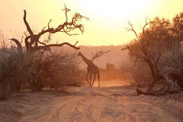 Traffic jam, Africa. #travel