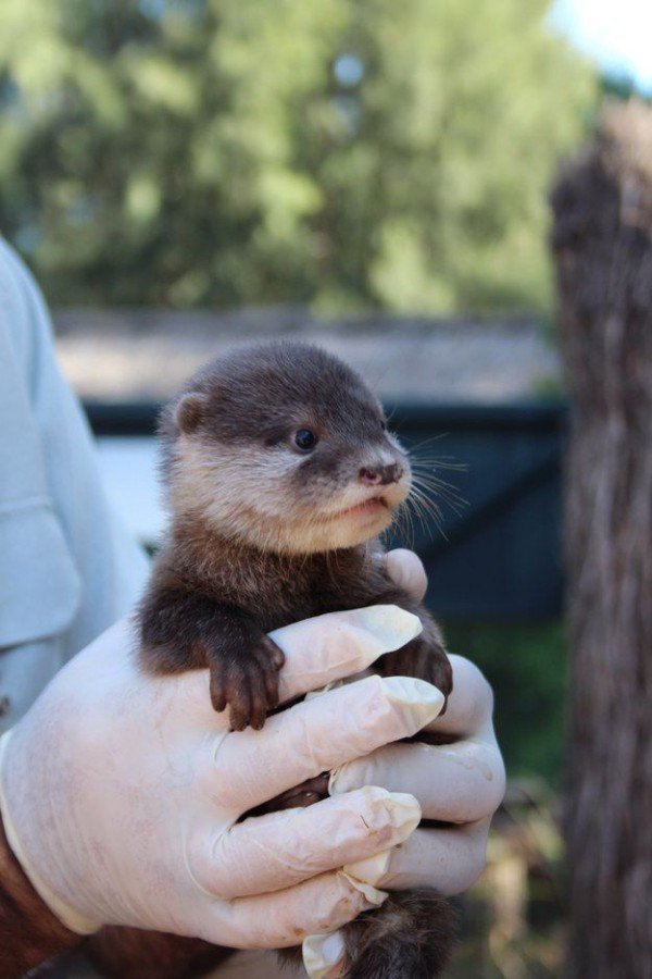 KaptanHindustan's tweet image. Baby otter has no idea about twitter