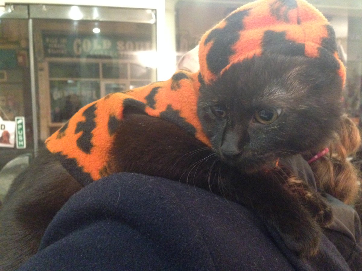 FollyVets's tweet photo. Happy Halloween everyone.  Enjoy your weekend but be sure to keep yourselves and your pets safe https://t.co/MgFLKaLnVF
