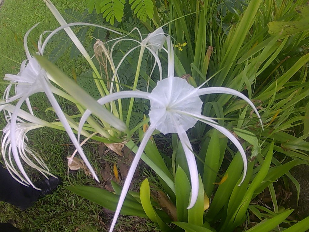 Gefion's tweet photo. Beautilful flower of the Gambia https://t.co/isUaampuha