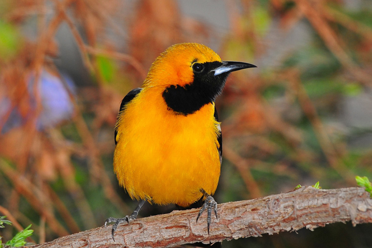 SMBC's tweet image. Wonder if this Hooded Oriole is trying to be the Baltimore Orioles mascot for Halloween? #BOoBirds