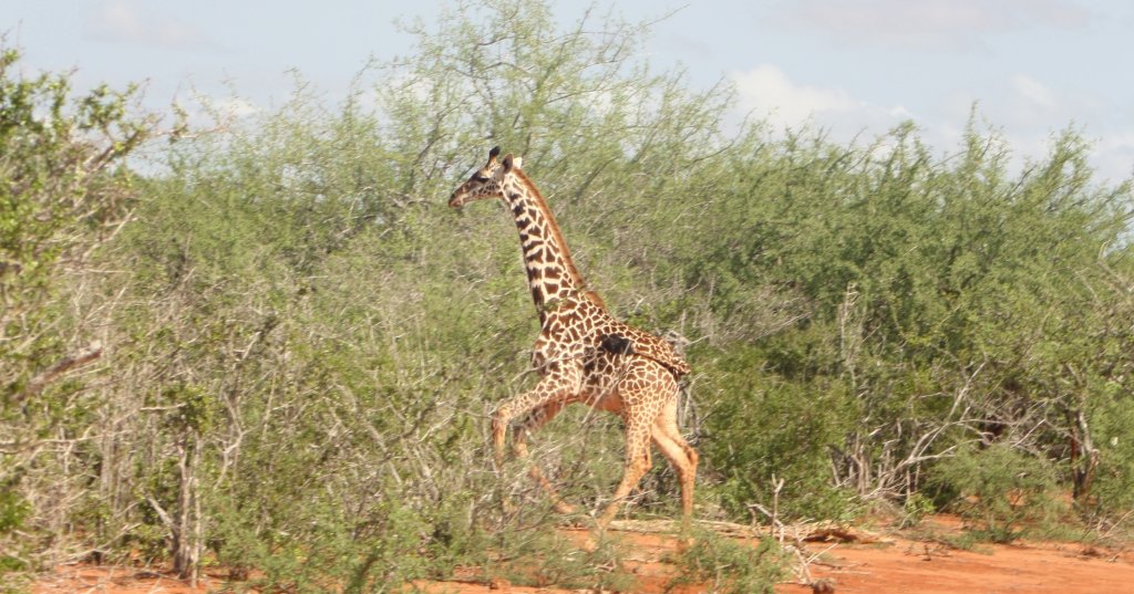 JKSchakel's tweet photo. Kasigau: poachers detected! https://t.co/7SYAepNrFg https://t.co/QQBEcvhaez
