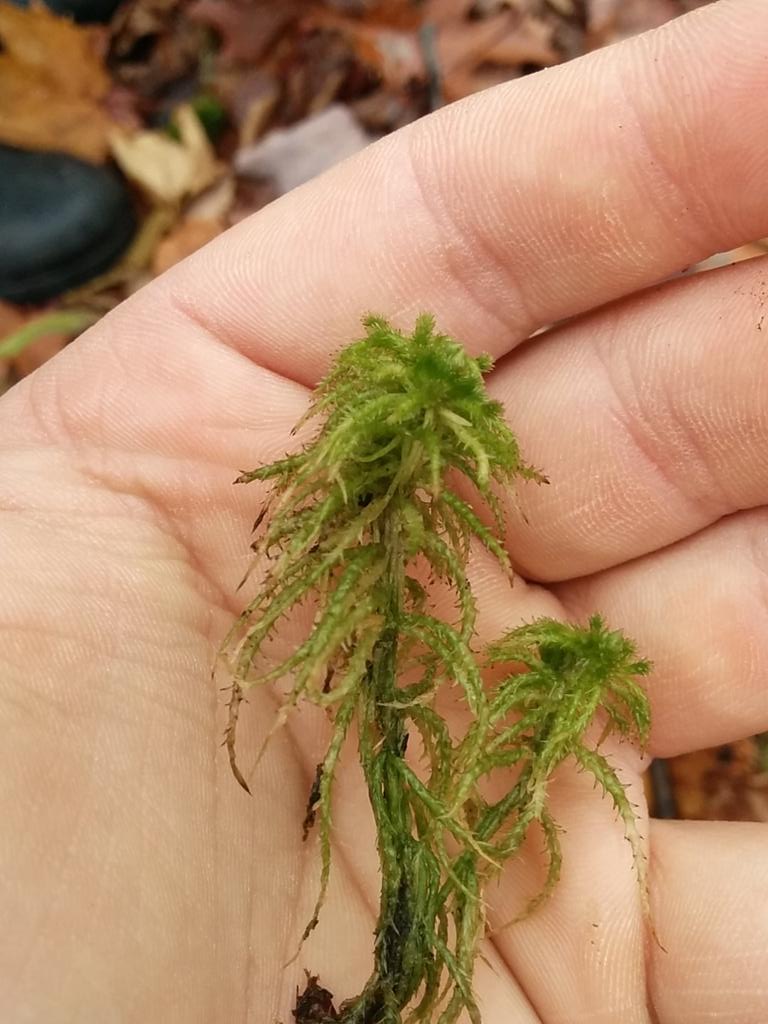 MattJAleksa's tweet photo. @rob_routledge Shaggy Peat Moss? https://t.co/nvIJiMCEg8