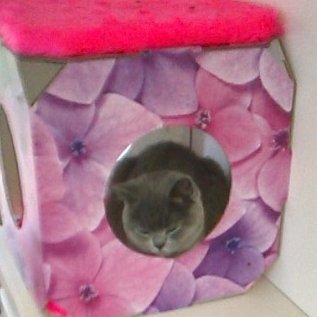 clawdiathecat's tweet photo. Look!
Mum put my #catcube up a height and now I'm in it all the time 😹
#sofussy
@MyFourCats1 @fluffybasil @hugo4de https://t.co/wWnoy3Hvlo