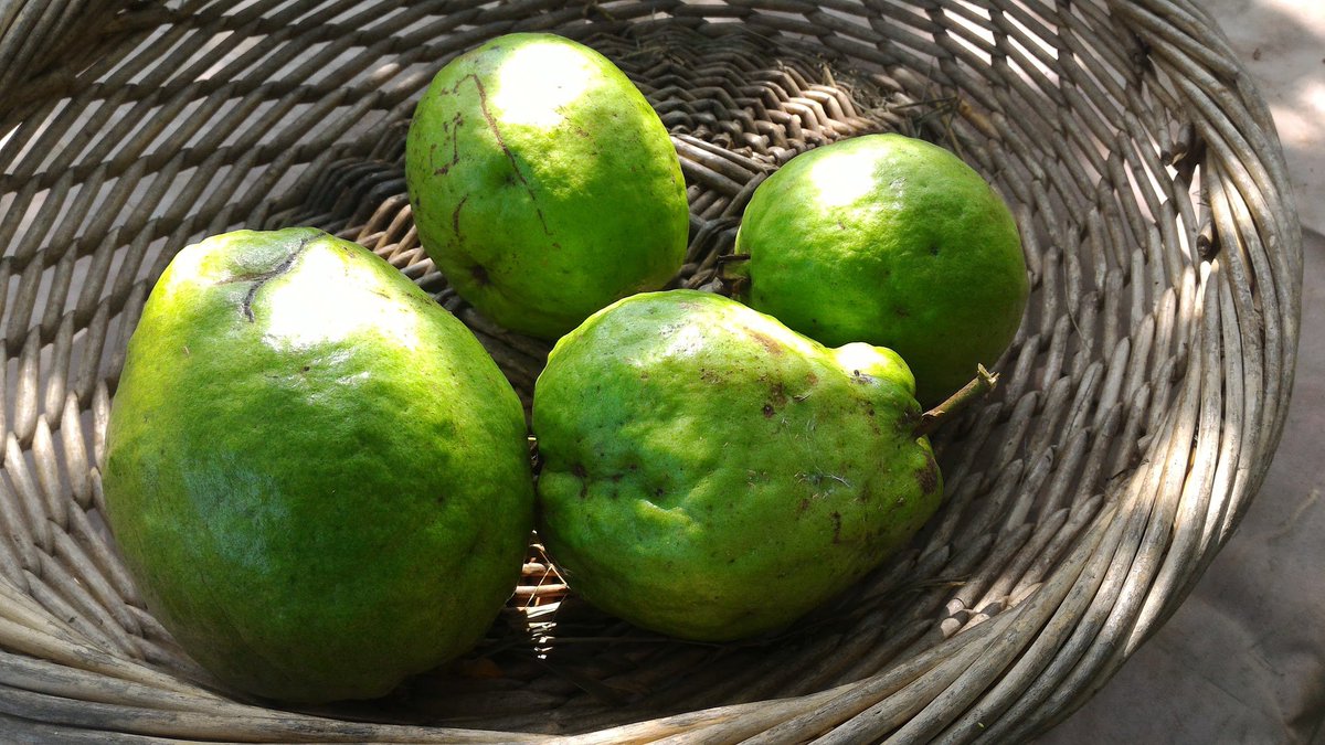 OGardener's tweet photo. Managed to harvest some Guava fruit - usually the squirrels get to them before I do. https://t.co/unSpzfU6ZS