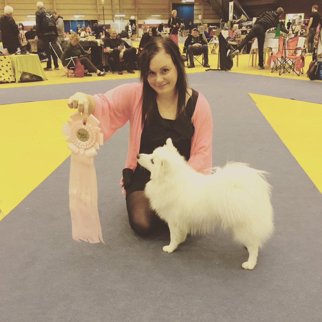 Tezzan90's tweet photo. Så stolt över min Rocky idag! Vann sin klass och blev femte bästa hane totalt! #växjötipshall #japanskspets https://t.co/2RYGViq6hi