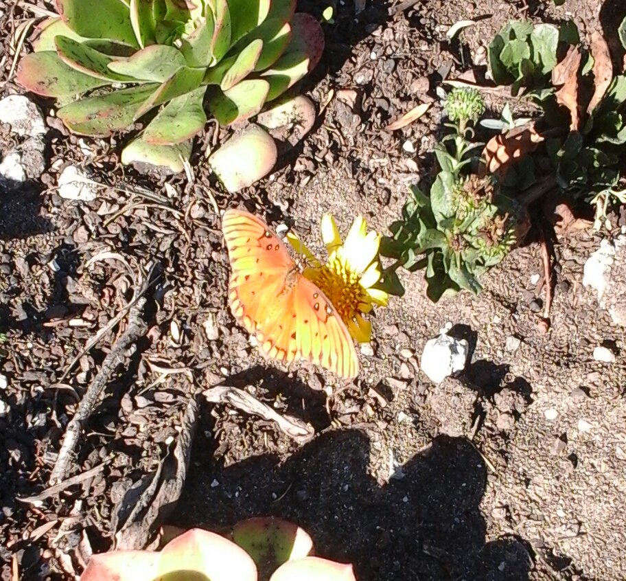 GardenSteps's tweet photo. Latest visitor at top of #HiddenGardenSteps: a Gulf Fritillary. (Thanks to Liam O'Brien for the Identification.) https://t.co/auWtsUH14o