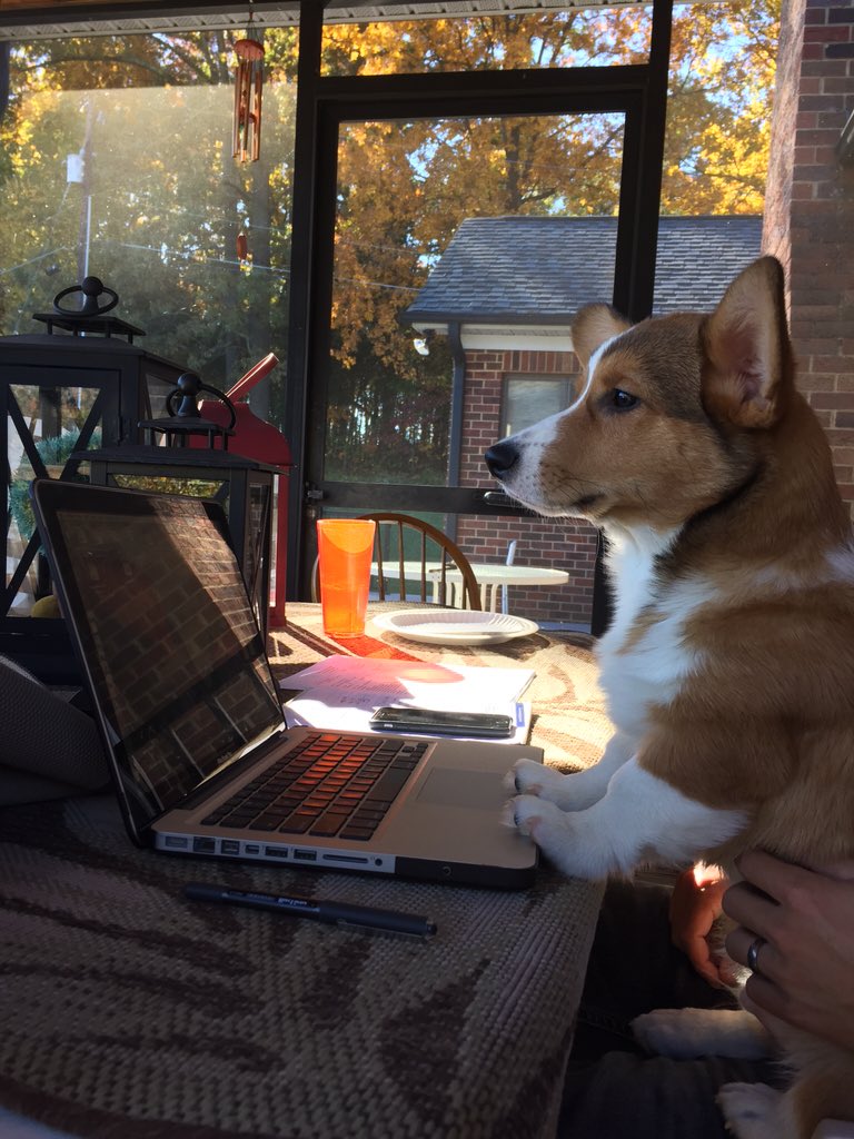 Jeremy_Weeks's tweet photo. Meatball getting some afternoon work in today. #workingCorgi https://t.co/VsAJ8qz1JF