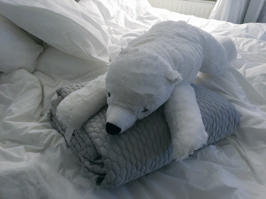 hesdrum's tweet photo. i bought a polar bear today, his name is Dog. https://t.co/HAiEiPYOZK