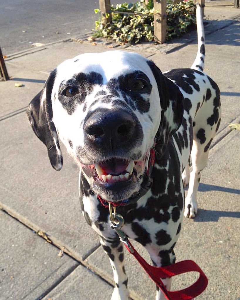 It's #FriendlyFriday!

Meet the beautiful #dalmatian Alaia!