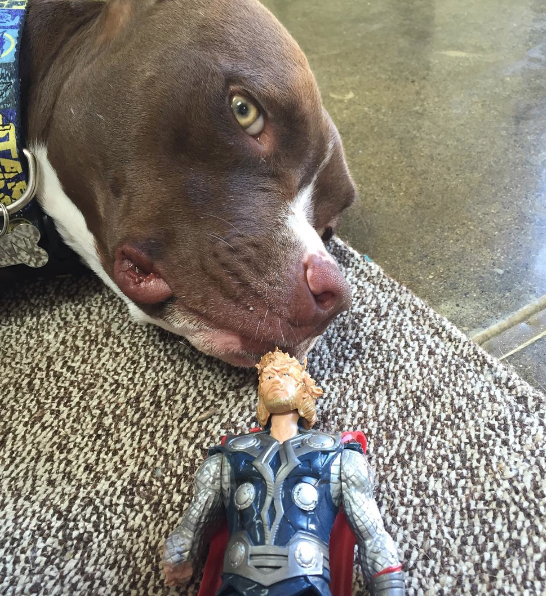 MTV's tweet photo. Hi, @LiamHemsworth. I totally wouldn't be upset if your dog had her own Instagram: https://t.co/RX8kAG7RkA https://t.co/Hckq3VWDU2