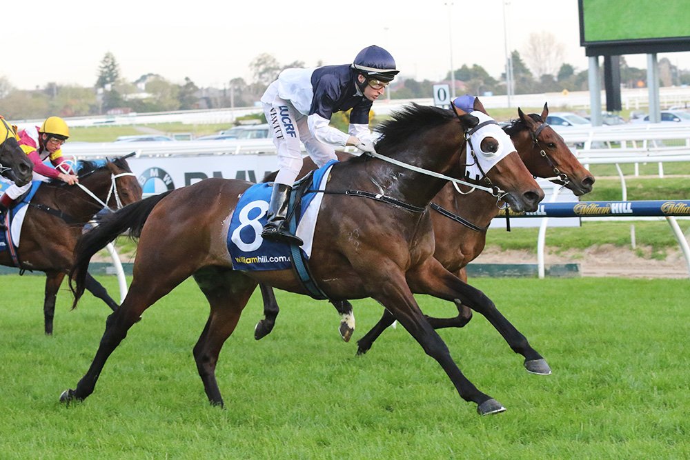 TracksideNZ's tweet photo. RT by 1pm to be in to win a FREE $50 Win Bet on NZ-bred star Tarzino in today's Vic Derby - Flemington R7 @ 5:50pm https://t.co/prRg69Ij4x