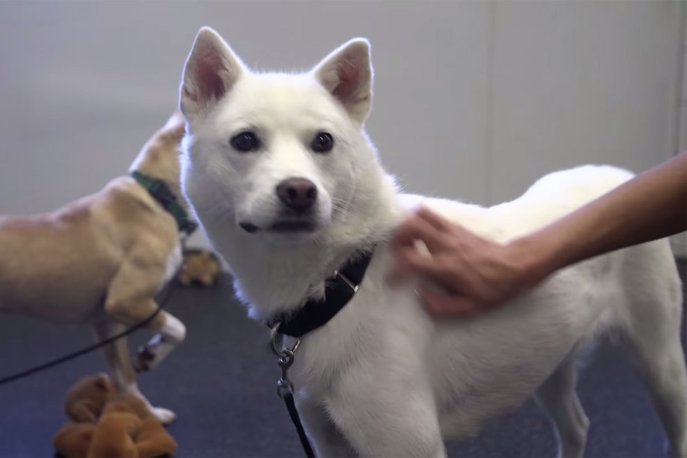 DoggiePet's tweet photo. ASPCA Rehab Center: A Safe Haven for Unadoptable Dogs #dog #video - https://t.co/wBQ9zmKIDV https://t.co/FacTxlkgEn
