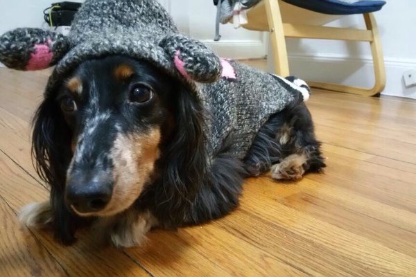 GDRescue2's tweet photo. Courtesy Post 4 @sleepymoogle share 4 fellow rescued doxie, needs help with medical issues. https://t.co/1MttkyeSef https://t.co/T7tdSI2Ice