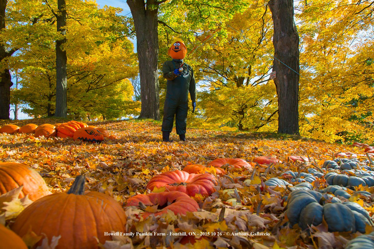 A_Gallaccio's tweet photo. #HowellsPumpkinPatch Where Families Come to Have Fun @howellsfarm @TownOfPelham @myPelham https://t.co/BYkEeO5hVf https://t.co/77pS3Vny0q
