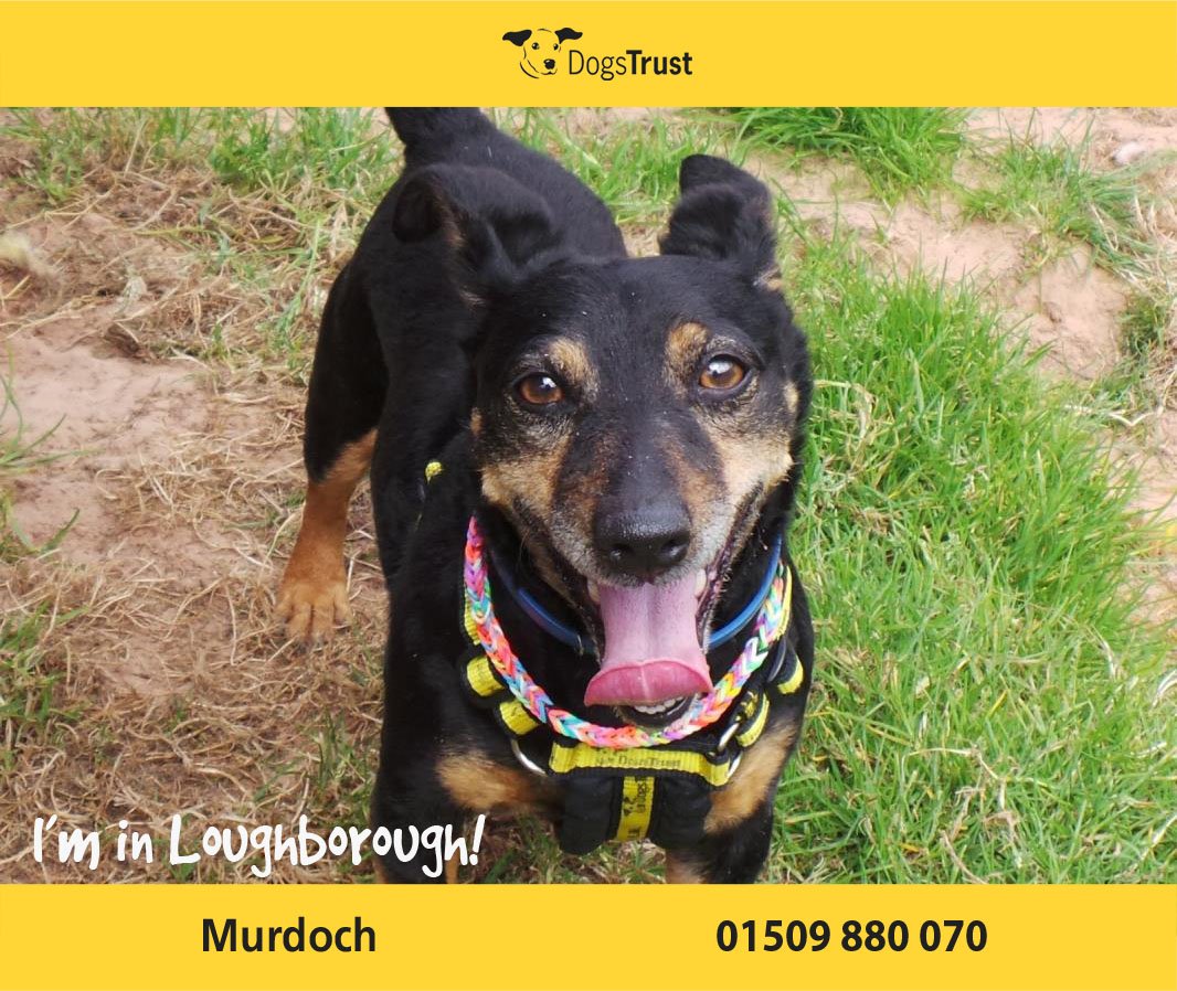 DogsTrust's tweet photo. Murdoch @DT_Loughborough will need a fit and active new home who can keep up with his pace! #rehome https://t.co/23EYfdLfSL