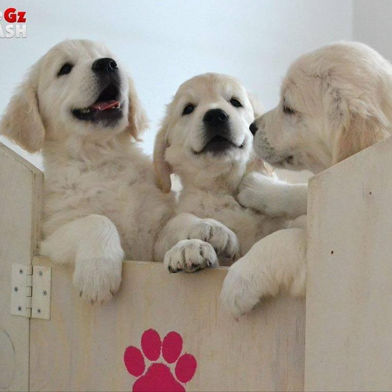 FreezyPups's tweet photo. Look mom, we are getting along!
#siblinglove #adorablepuppies #happyfriday https://t.co/TWMQlyDXNu