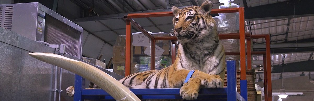 ABC's tweet photo. Inside underground world of wildlife trafficking - a $19 billion annual industry in the US: https://t.co/jKFKas8woh https://t.co/FJErmVchbU