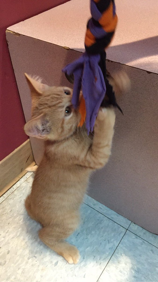 katie492's tweet photo. @StuartCamp how does this cat make you feel https://t.co/6Dm49OenLI