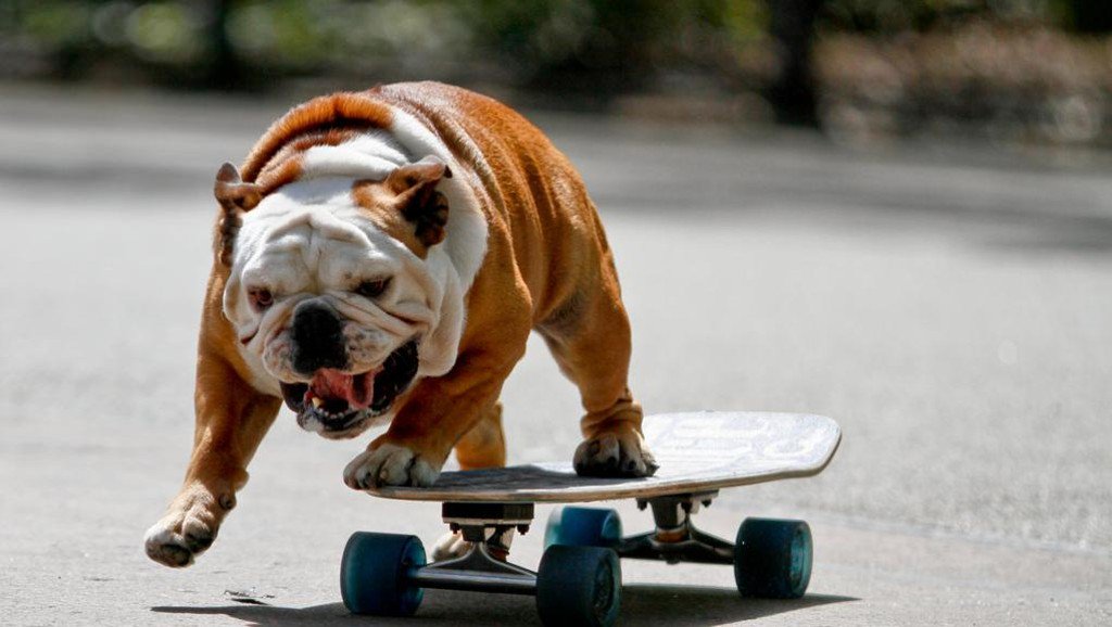 Gazeta do Povo tweet media