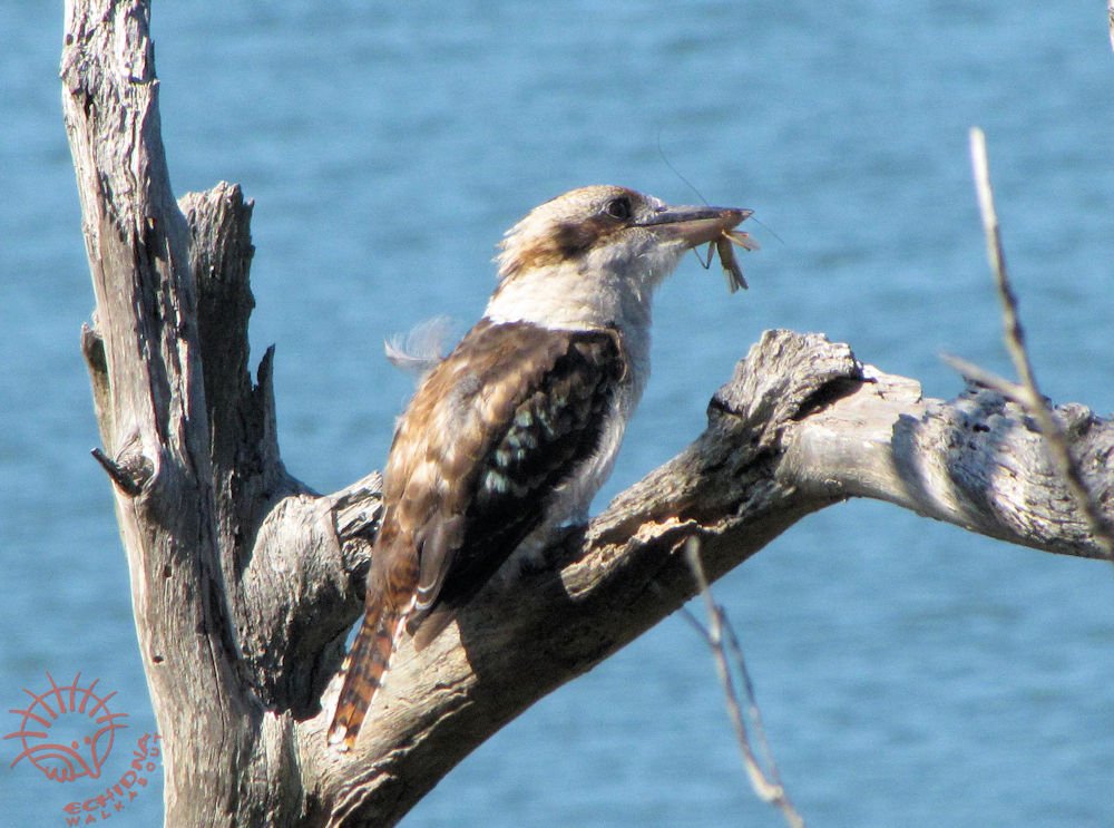 EchidnaW's tweet photo. #LaughingKookaburra week  Listen to the famous Laughing Kookaburra call here:  https://t.co/L5g4jMiR29 https://t.co/9Ij2eF7SKS