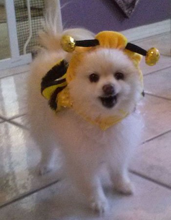 tinydogsrule's tweet photo. Happy Halloween to all our of awesome followers :) 
Love, TheTinys xoxox https://t.co/38CoNcbkGb