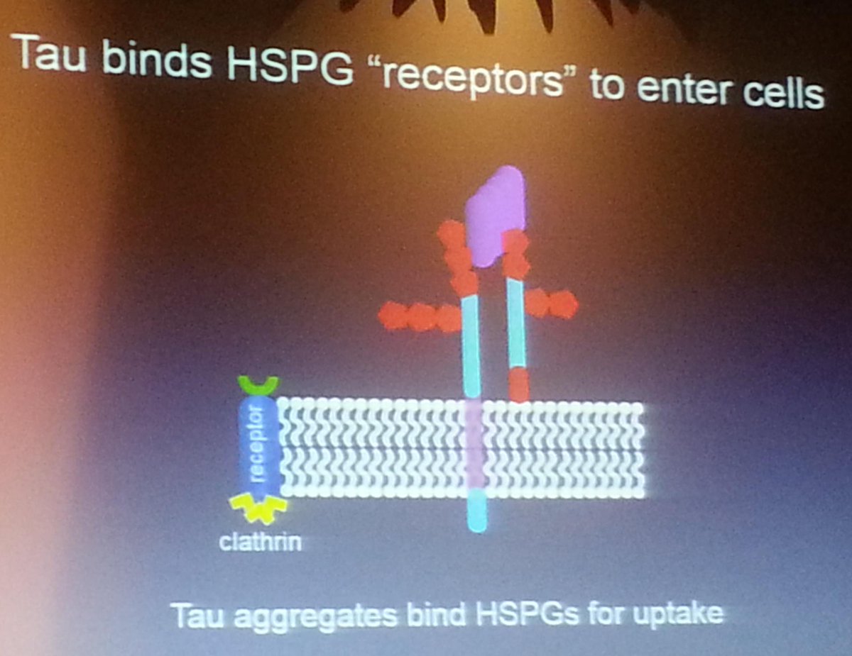 griz1's tweet photo. Mechanisms of #tau propagation &amp; ways 2 block it. #DrMarcDiamond #PIRR2015 @ACRMtweets @AANMember @TheAMSSM https://t.co/W1JSCQpxoY