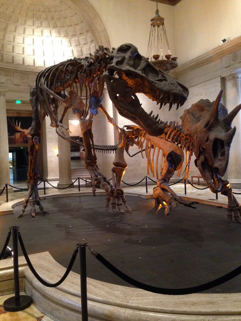 TweetOutsideDog's tweet photo. It'd be super spooky to be a dinosaur seeing this.maybe extra spooky, cuz the skeletons are fighting for some reason https://t.co/V4RSpWSqKN