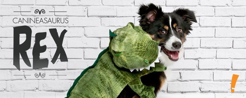 BigLots's tweet photo. Pets love #Halloween too! Shop #BigLotsFirst for dangerously cute pet #costumes! https://t.co/xpBSomskw5 https://t.co/69z1RGFEDY