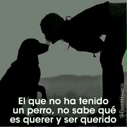 PerroUsuario's tweet photo. #FelizJueves No pierdas esta oportunidad... #ADOPTA https://t.co/JZW9h7p5ZX