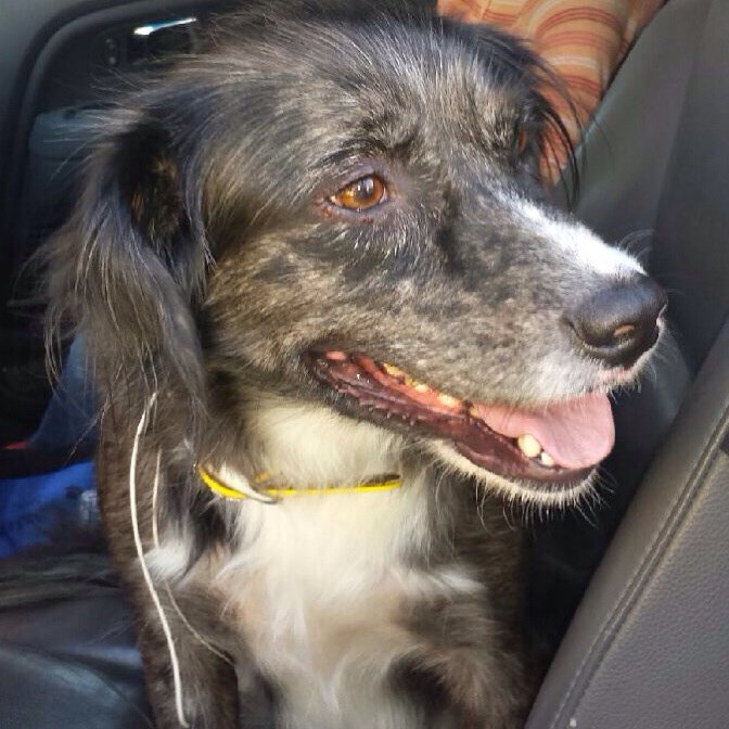 🐾FOUND DOG! Border collie female by <a href="/FrogLevelBrew/">Frog Level Brewing</a> in #waynesville #WNC Please RT! <a href="/friendsofsarge/">Sarges Animal Rescue</a> #founddog #dogs