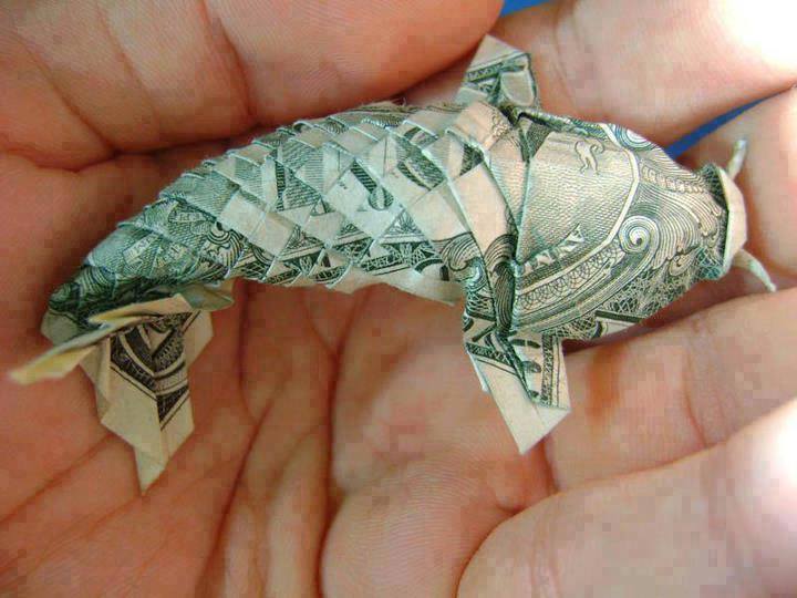 FishnAmericaUS's tweet photo. Ever catch one of these ? The elusive dollar fish ! https://t.co/UrOLeW6wRh