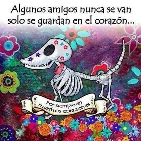 Brigada PatitasVagas (@bpatitasvagas) on Twitter photo 