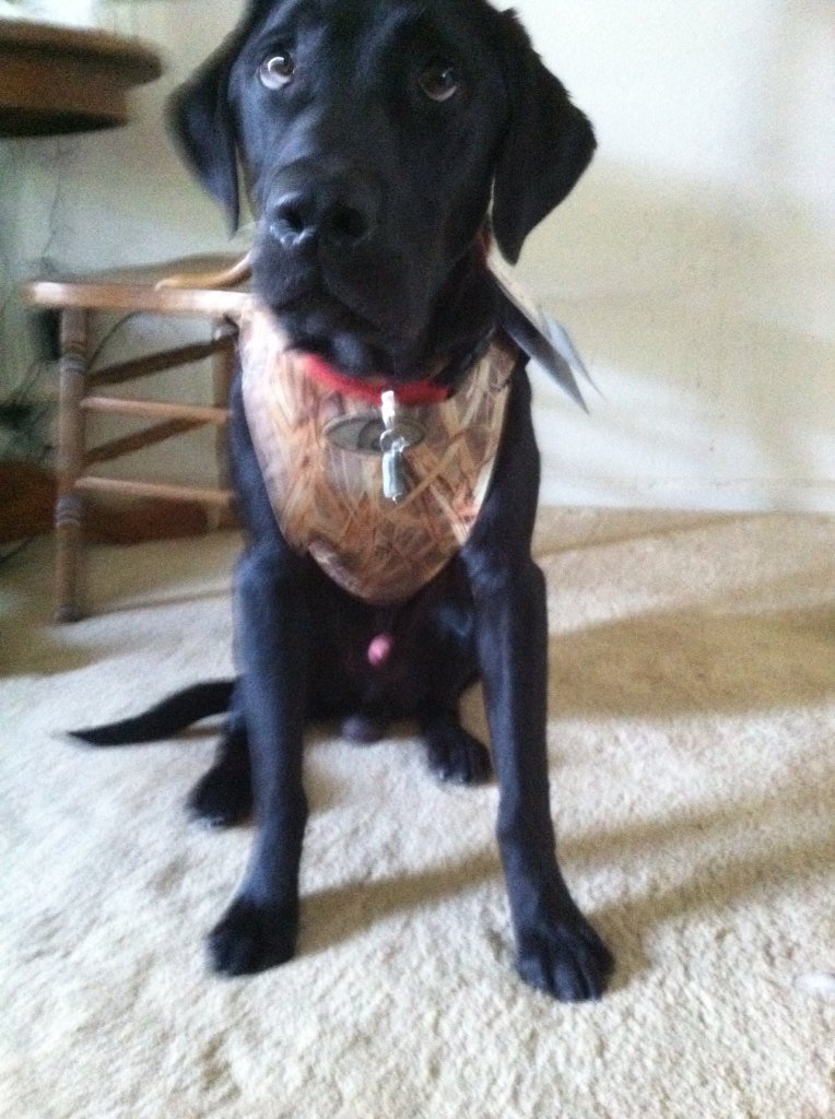 Rocket the Dog tweet media