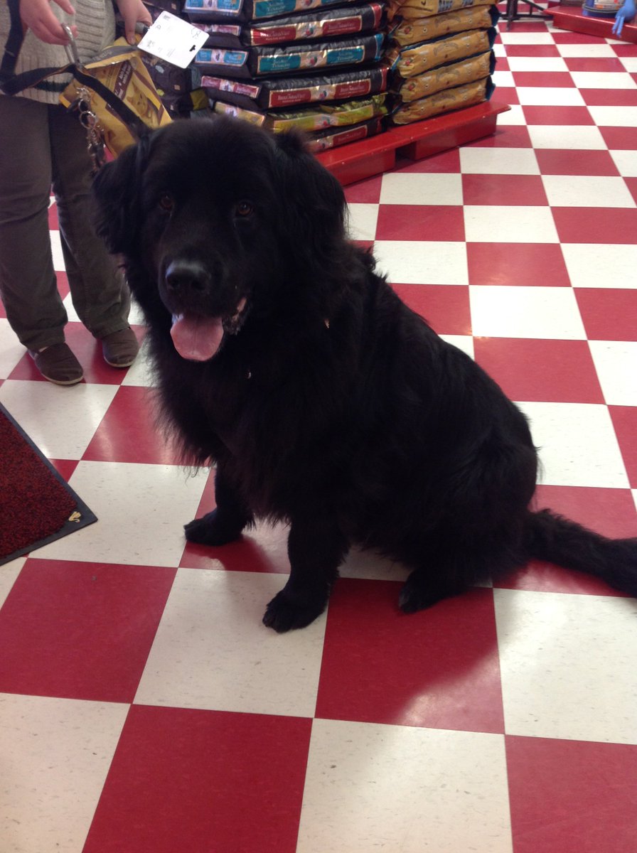 GlobalNiagara's tweet photo. Jennifer brought in Angus for a visit! #Dogs #Cute #GlobalNiagara https://t.co/00M36WsnoW