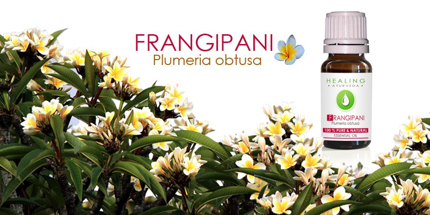 Natural #essence #frangipani #Haircare #skincare #aromatherapy #plumeria #Ayurveda etsy.me/1XFfHcM