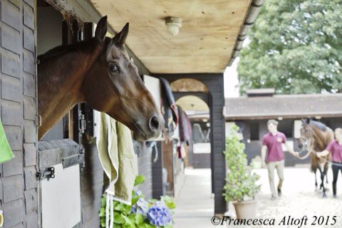 jamiesnowden's tweet image. #PresentView is in tip top shape prior to the big race @Ascot tomorrow. Can't wait to see him back over 3 miles.