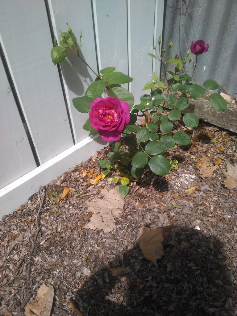 rubyohara44's tweet image. This is for u